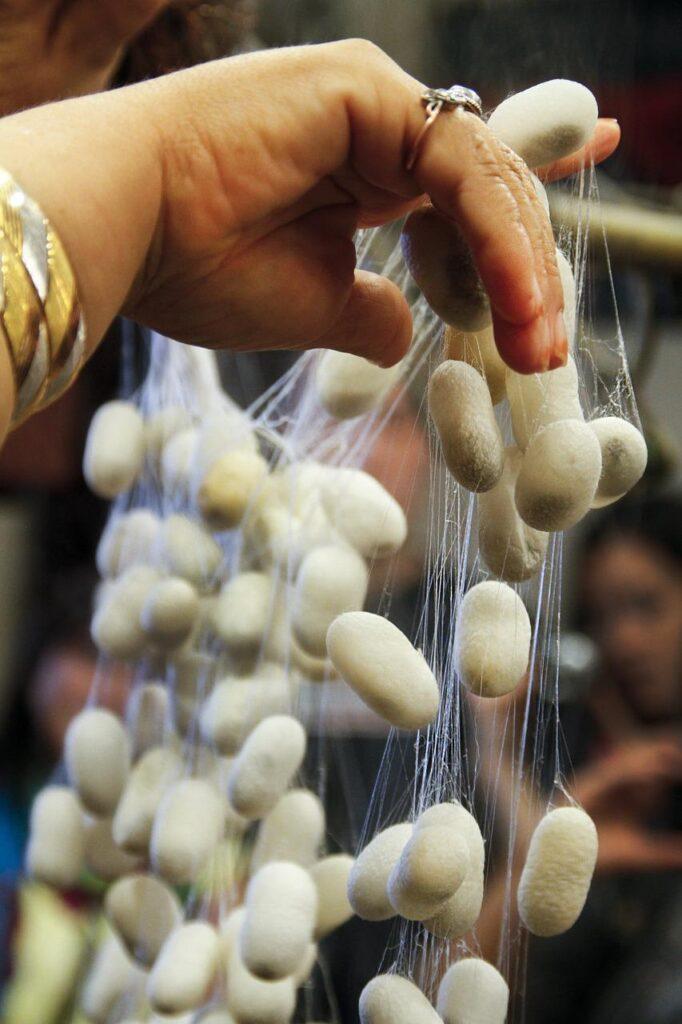 silkworm, cocoon, silk-2456852.jpg