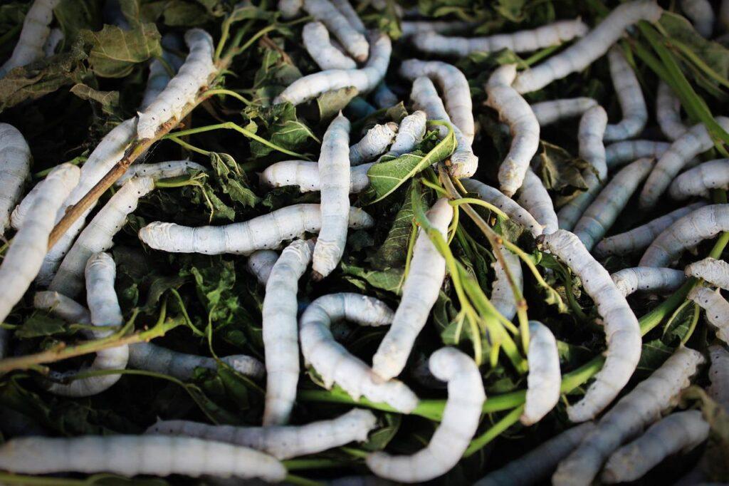 silkworm, silk, worm-931555.jpg