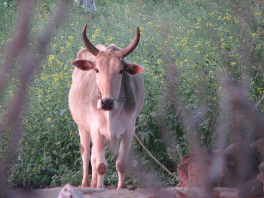 vache sacree india